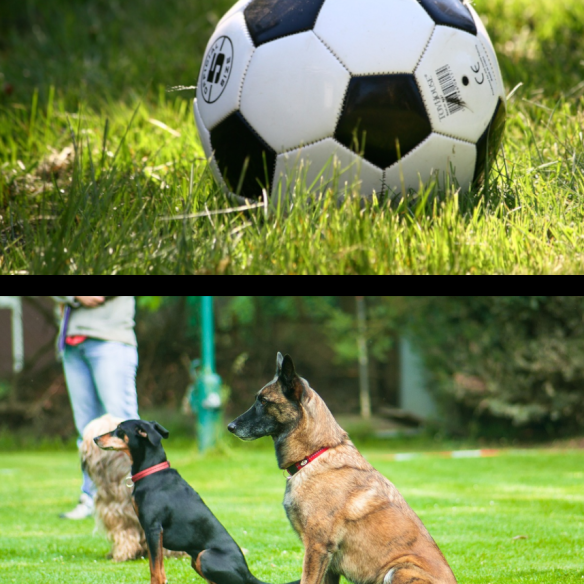 Obrázek míče a psů